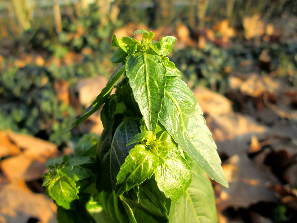 Einjähriges Bingelkraut (Mercurialis annua) im Gartenschaupark Hockenheim - häufiges "Acker-Unkraut", das gelegentlich auch in Grünanlagen vorkommt