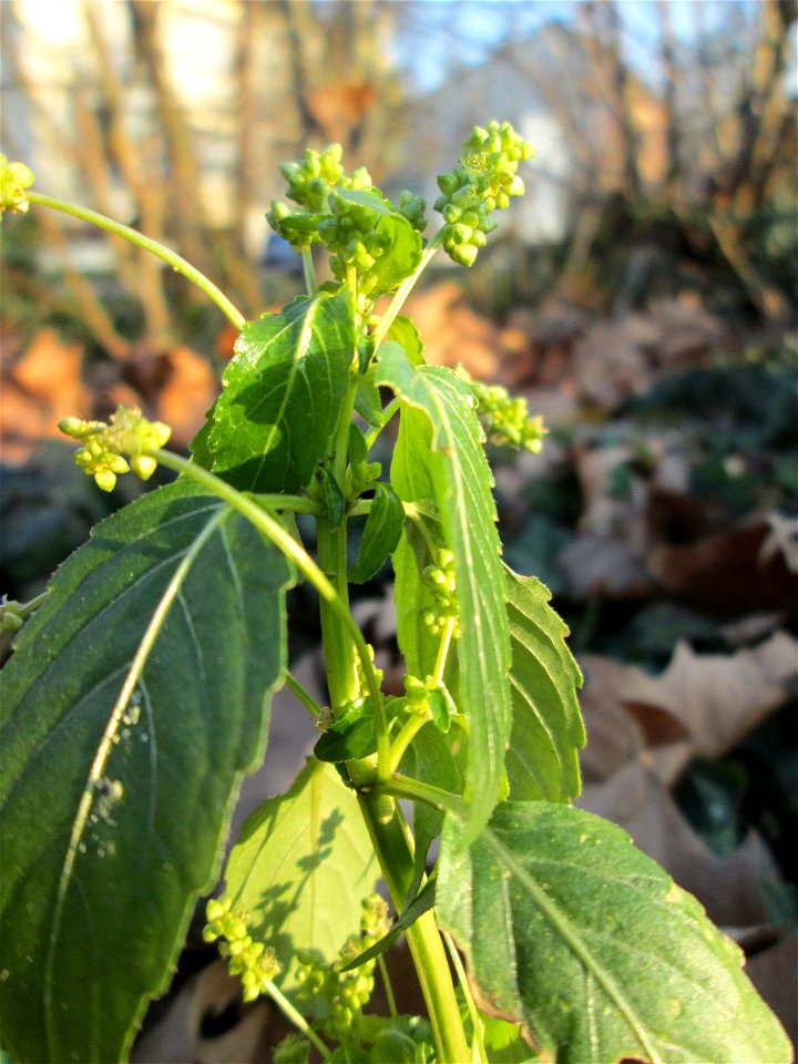 Einjähriges Bingelkraut (Mercurialis annua) im Gartenschaupark Hockenheim - häufiges "Acker-Unkraut", das gelegentlich auch in Grünanlagen vorkommt