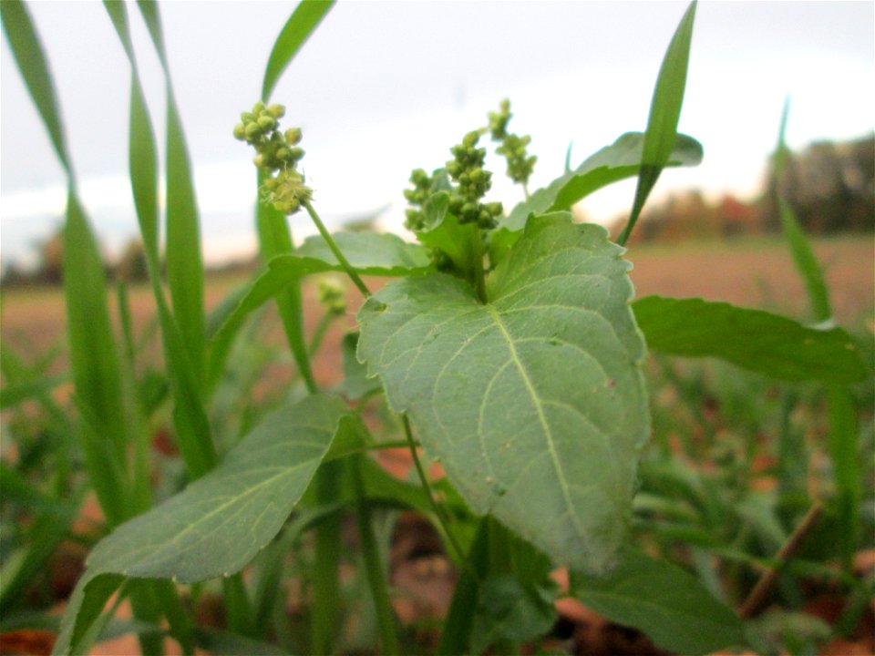 Einjähriges Bingelkraut (Mercurialis annua) im Hockenheimer Rheinbogen