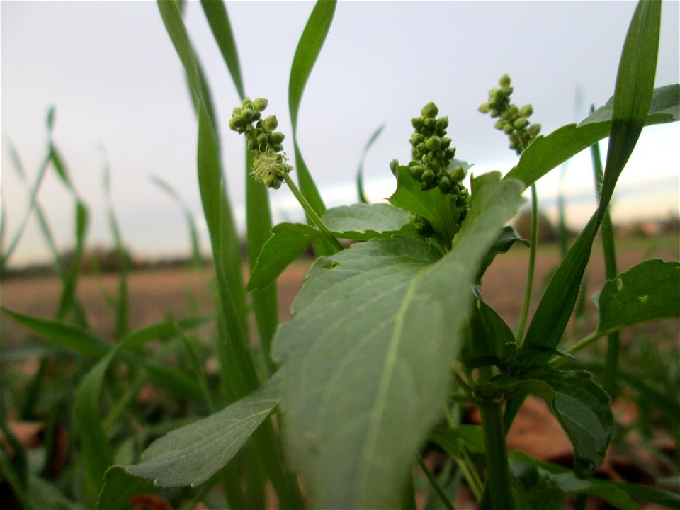 Einjähriges Bingelkraut (Mercurialis annua) im Hockenheimer Rheinbogen