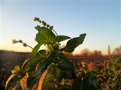 Einjähriges Bingelkraut (Mercurialis annua) im Naturschutzgebiet „Bachwiesen/Leopoldswiesen“ im Hockenheimer Rheinbogen - häufig am Ackerrand