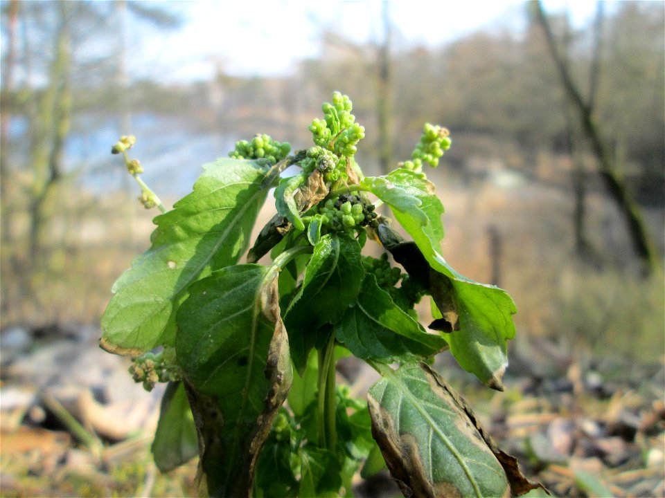 Einjähriges Bingelkraut (Mercurialis annua) in der Schwetzinger Hardt