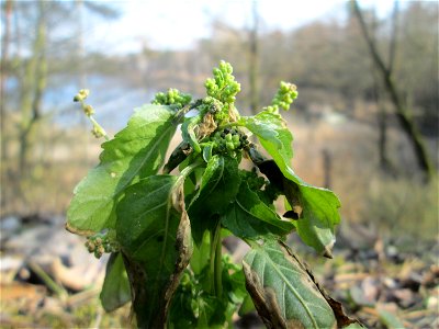 Einjähriges Bingelkraut (Mercurialis annua) in der Schwetzinger Hardt