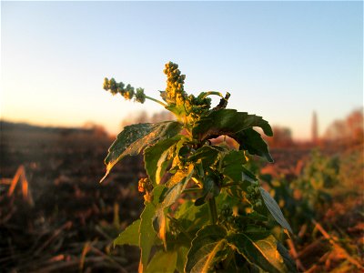 Einjähriges Bingelkraut (Mercurialis annua) im Naturschutzgebiet „Bachwiesen/Leopoldswiesen“ im Hockenheimer Rheinbogen - häufig am Ackerrand