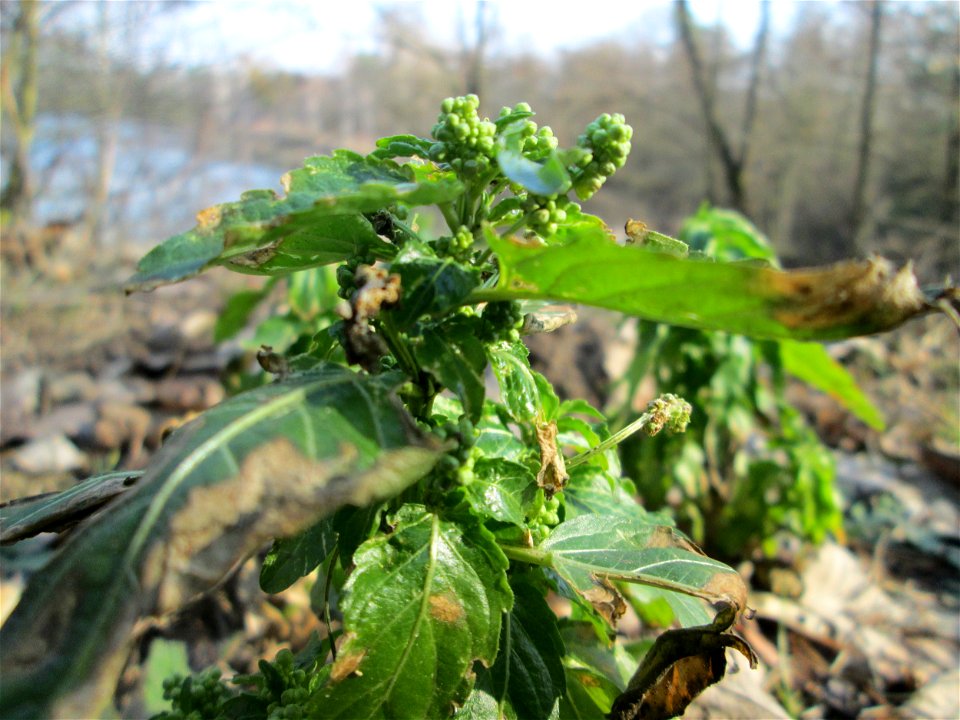 Einjähriges Bingelkraut (Mercurialis annua) in der Schwetzinger Hardt