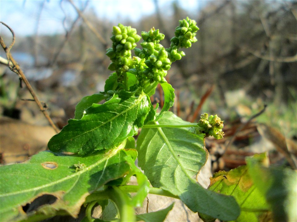 Einjähriges Bingelkraut (Mercurialis annua) in der Schwetzinger Hardt