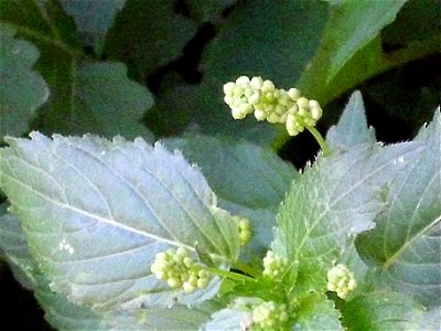Mercurialis ambigua blossom, Sierra Madrona, Spain