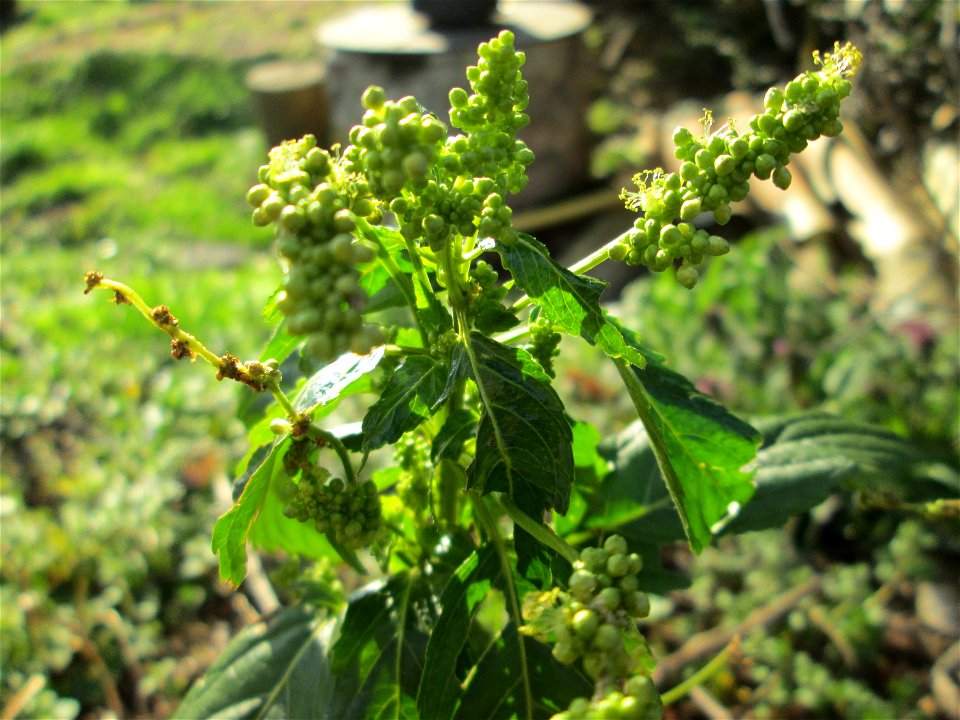 Einjähriges Bingelkraut (Mercurialis annua) in Brebach