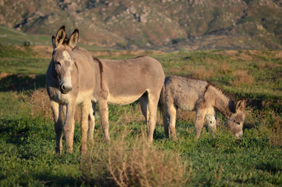 Animal wildlife grass