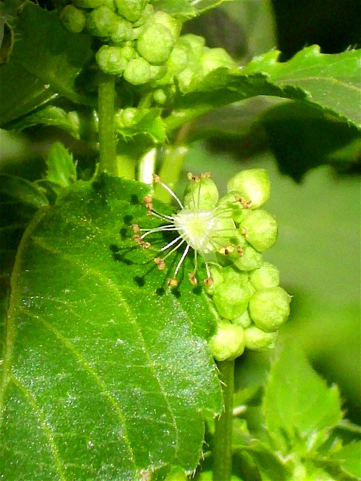 Mercurialis ambigua flower close up, Sierra Madrona, Spain