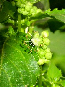 Mercurialis ambigua flower close up, Sierra Madrona, Spain photo