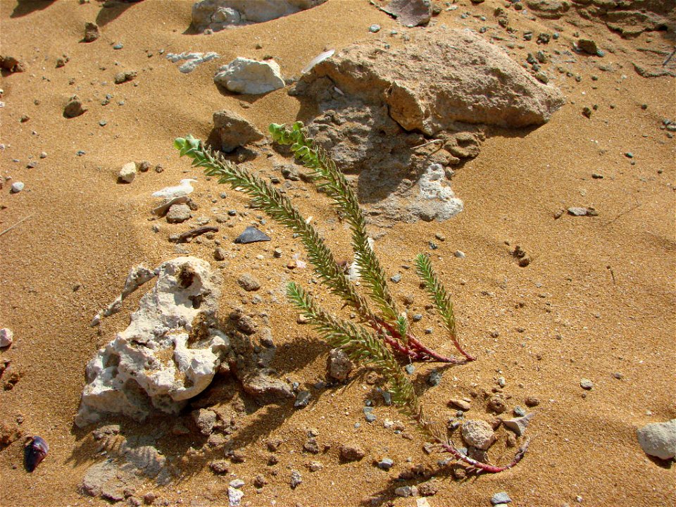 Republic of Malta, Gozo, Ramla Bay - Typical dune aspect