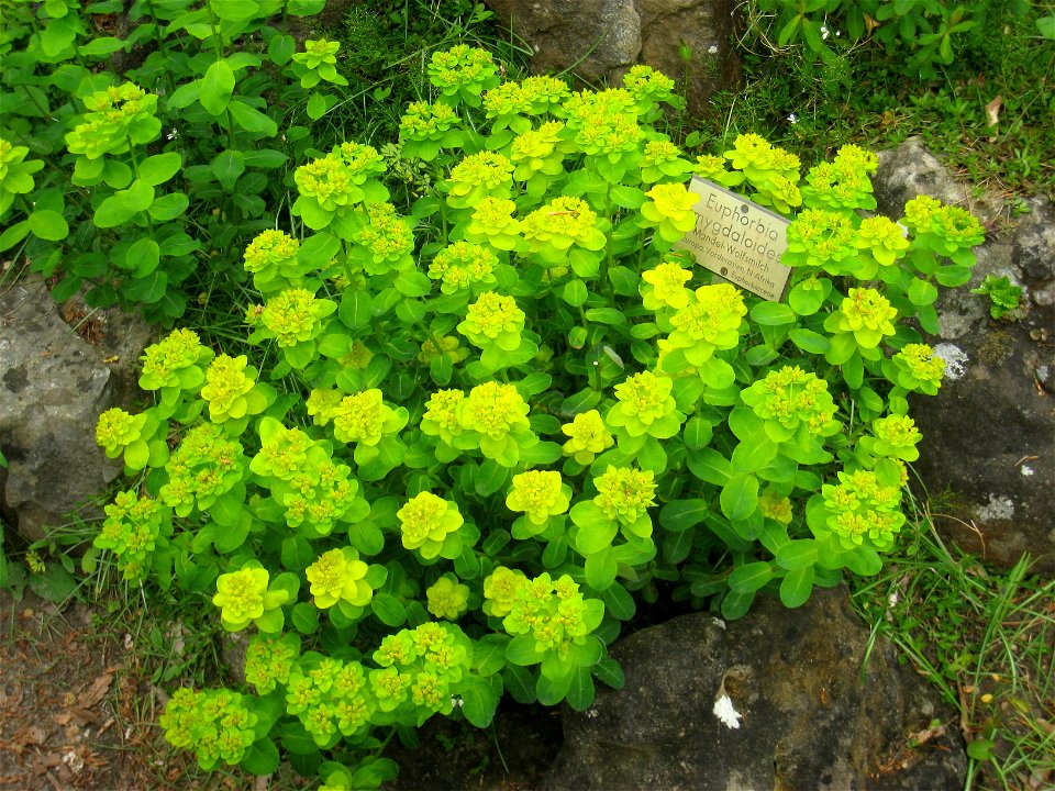 Euphorbia amygdaloides specimen, in the Botanischer Garten, Berlin-Dahlem (Berlin Botanical Garden), Berlin, Germany.