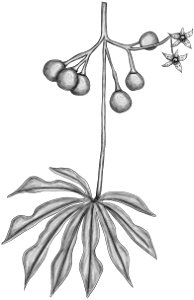 Manihot grahamii BYN