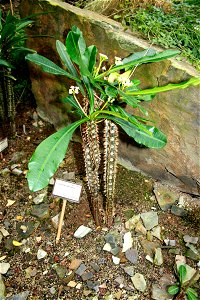 A specimen of Euphorbia lophogona in Fata Morgana Greenhouse, Prague