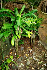 A specimen of Euphorbia lophogona in Fata Morgana Greenhouse, Prague, Troja