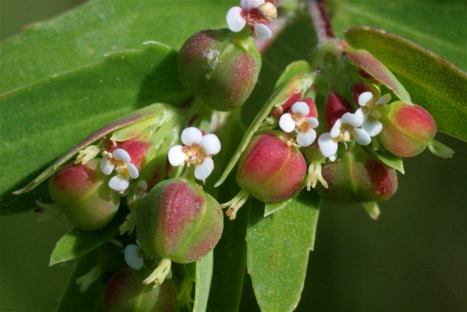 Euphorbia nutans