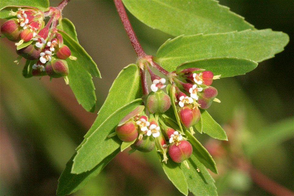 Euphorbia nutans