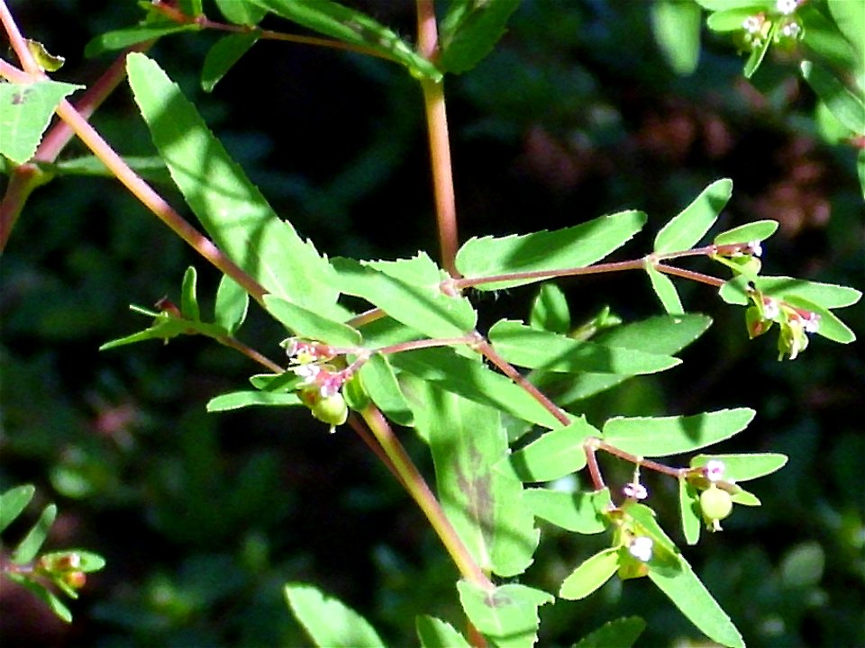 Chamaesyce nutans close up, Dehesa Boyal de Puertollano, Spain