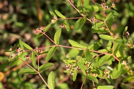 Euphorbia nutans
