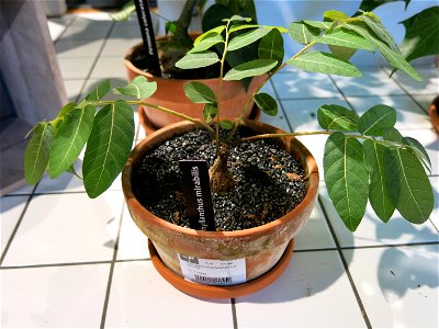 Phyllanthus mirabilis in a garden centre in France. Identified by botanic label.