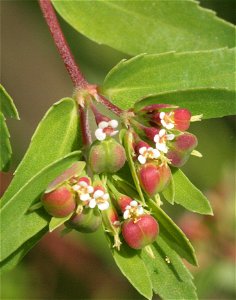 Euphorbia nutans