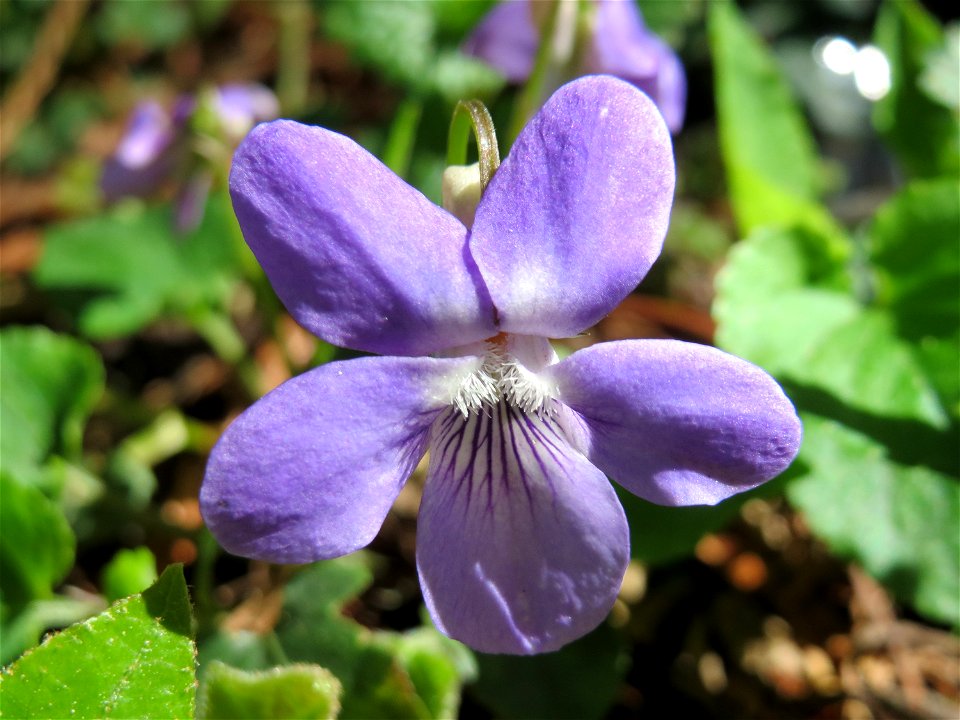 Hain-Veilchen (Viola riviniana) im Neuenheimer Feld in Heidelberg