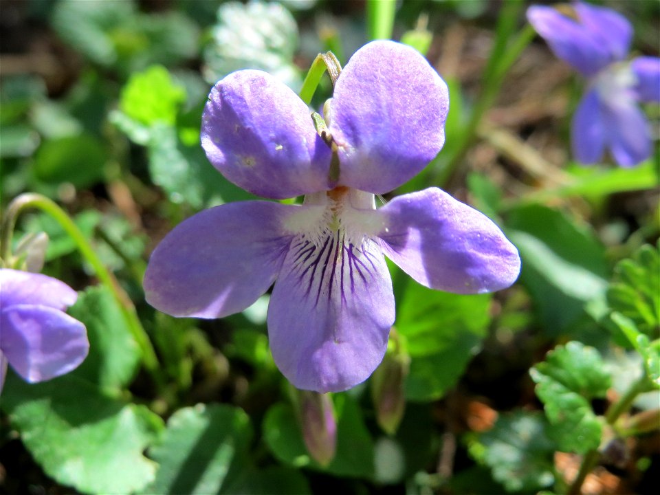 Hain-Veilchen (Viola riviniana) im Neuenheimer Feld in Heidelberg