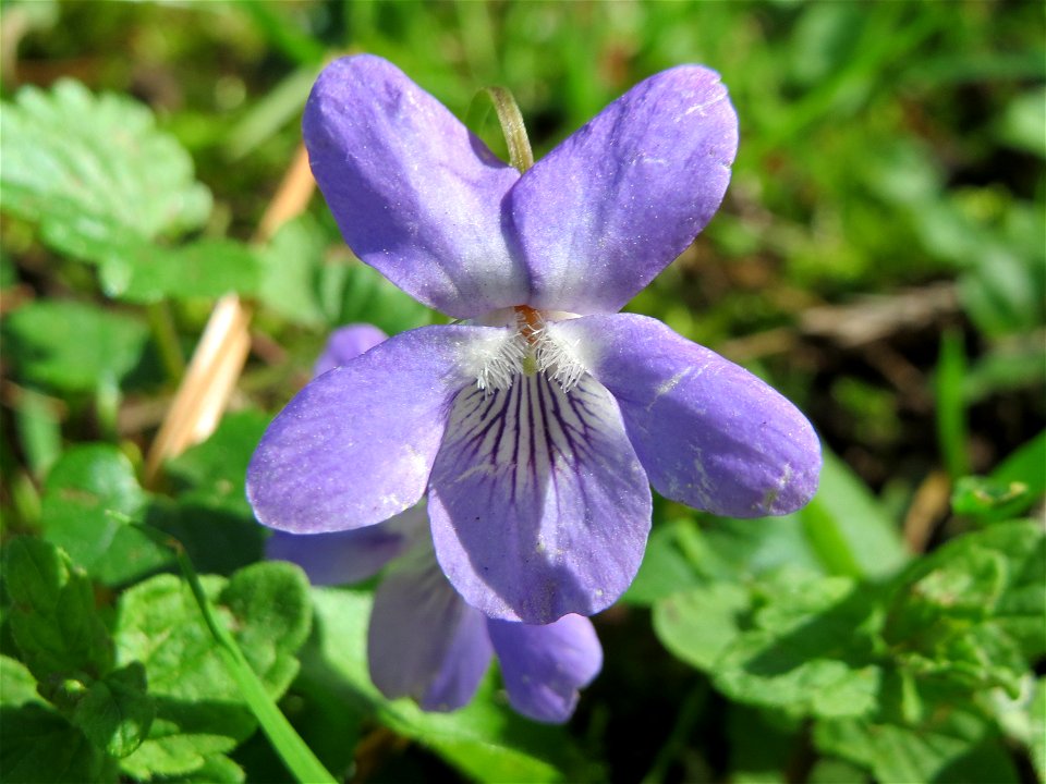 Hain-Veilchen (Viola riviniana) im Neuenheimer Feld in Heidelberg