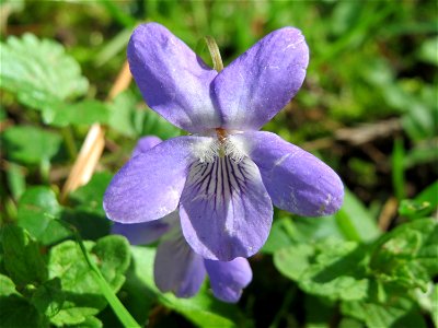 Hain-Veilchen (Viola riviniana) im Neuenheimer Feld in Heidelberg