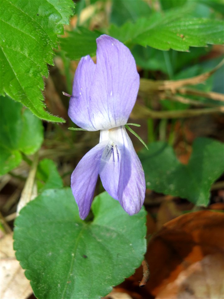 Hain-Veilchen (Viola riviniana) im Unteren Saubusch (Bannwaldbereich) im Schwetzinger Hardt