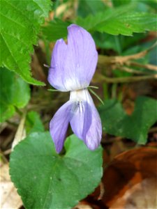 Hain-Veilchen (Viola riviniana) im Unteren Saubusch (Bannwaldbereich) im Schwetzinger Hardt