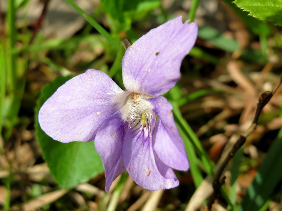 Hain-Veilchen (Viola riviniana) im Unteren Saubusch (Bannwaldbereich) im Schwetzinger Hardt
