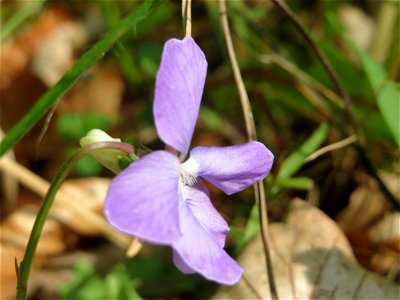 Hain-Veilchen (Viola riviniana) im Unteren Saubusch (Bannwaldbereich) im Schwetzinger Hardt