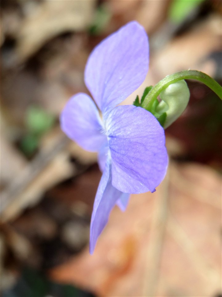 Wald-Veilchen (Viola reichenbachiana) im Saubusch in der Schwetzinger Hardt