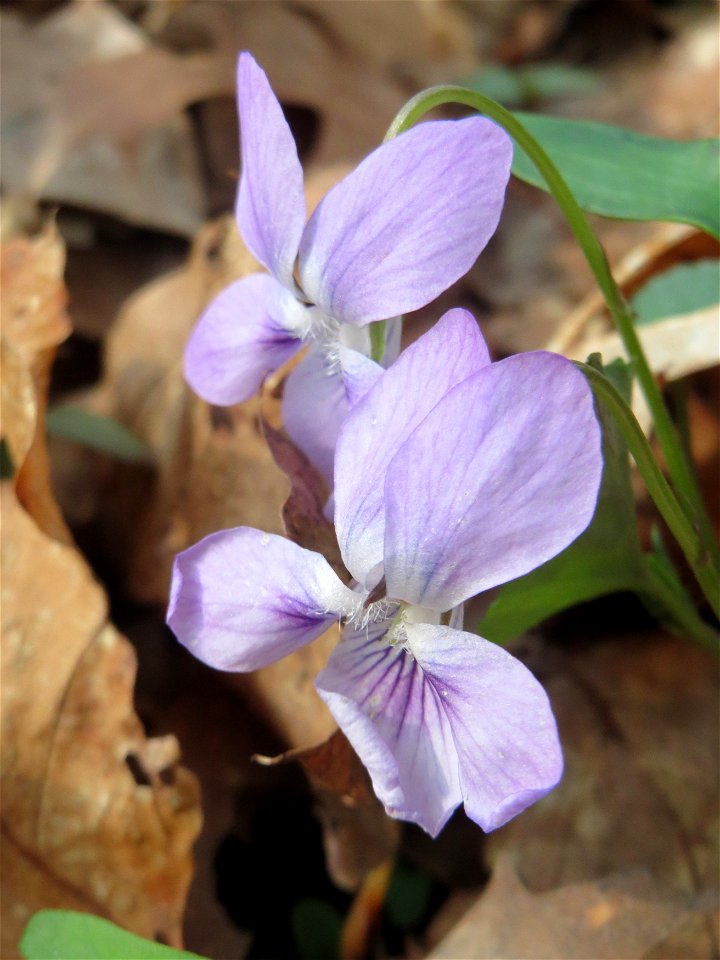 Wald-Veilchen (Viola reichenbachiana) im Saubusch in der Schwetzinger Hardt