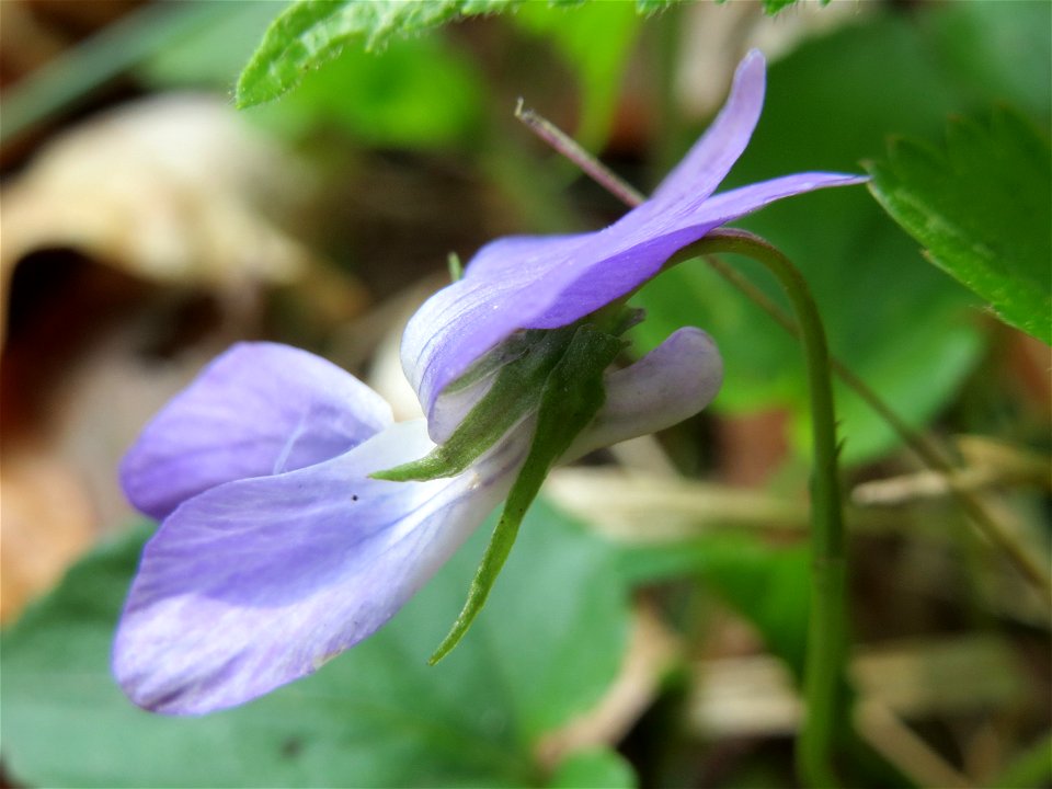 Hain-Veilchen (Viola riviniana) im Unteren Saubusch (Bannwaldbereich) im Schwetzinger Hardt