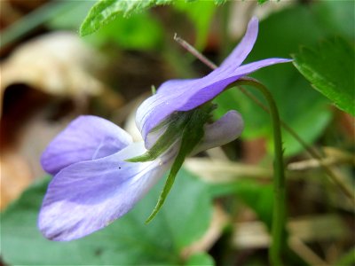 Hain-Veilchen (Viola riviniana) im Unteren Saubusch (Bannwaldbereich) im Schwetzinger Hardt