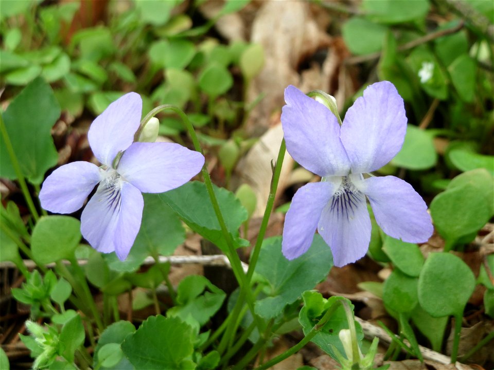 Hain-Veilchen (Viola riviniana) in der Schwetzinger Hardt - im Unterschied zum ähnlichen Wald-Veilchen (Viola reichenbachiana) hat das Hain-Veilchen einen weißen Sporn