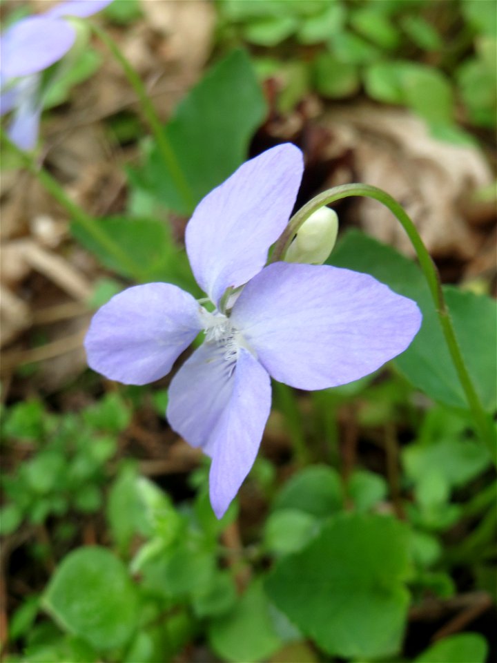 Hain-Veilchen (Viola riviniana) in der Schwetzinger Hardt - im Unterschied zum ähnlichen Wald-Veilchen (Viola reichenbachiana) hat das Hain-Veilchen einen weißen Sporn