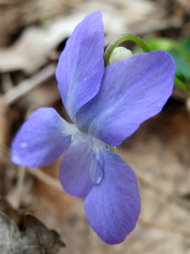 Hain-Veilchen (Viola riviniana) in der Schwetzinger Hardt - im Unterschied zum ähnlichen Wald-Veilchen (Viola reichenbachiana) hat das Hain-Veilchen einen weißen Sporn