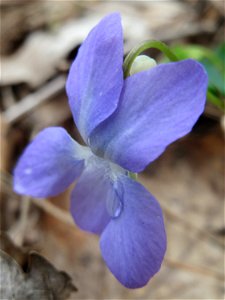 Hain-Veilchen (Viola riviniana) in der Schwetzinger Hardt - im Unterschied zum ähnlichen Wald-Veilchen (Viola reichenbachiana) hat das Hain-Veilchen einen weißen Sporn