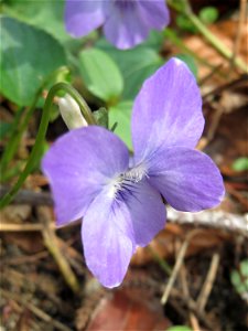 Hain-Veilchen (Viola riviniana) in der Schwetzinger Hardt - im Unterschied zum ähnlichen Wald-Veilchen (Viola reichenbachiana) hat das Hain-Veilchen einen weißen Sporn