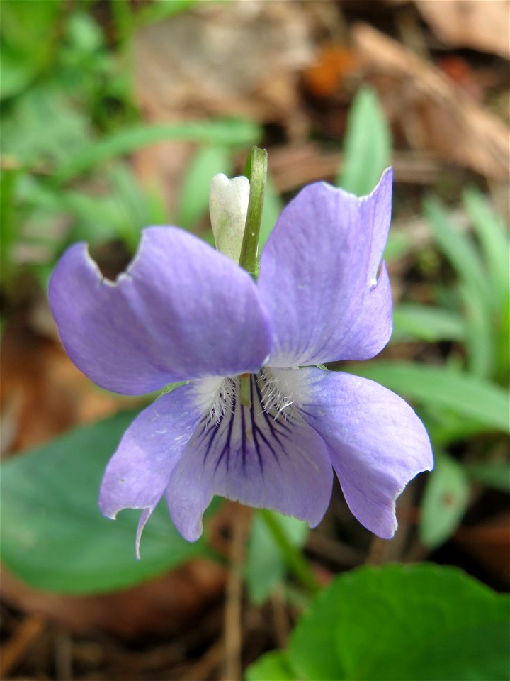 Hain-Veilchen (Viola riviniana) in der Schwetzinger Hardt - im Unterschied zum ähnlichen Wald-Veilchen (Viola reichenbachiana) hat das Hain-Veilchen einen weißen Sporn