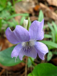 Hain-Veilchen (Viola riviniana) in der Schwetzinger Hardt - im Unterschied zum ähnlichen Wald-Veilchen (Viola reichenbachiana) hat das Hain-Veilchen einen weißen Sporn