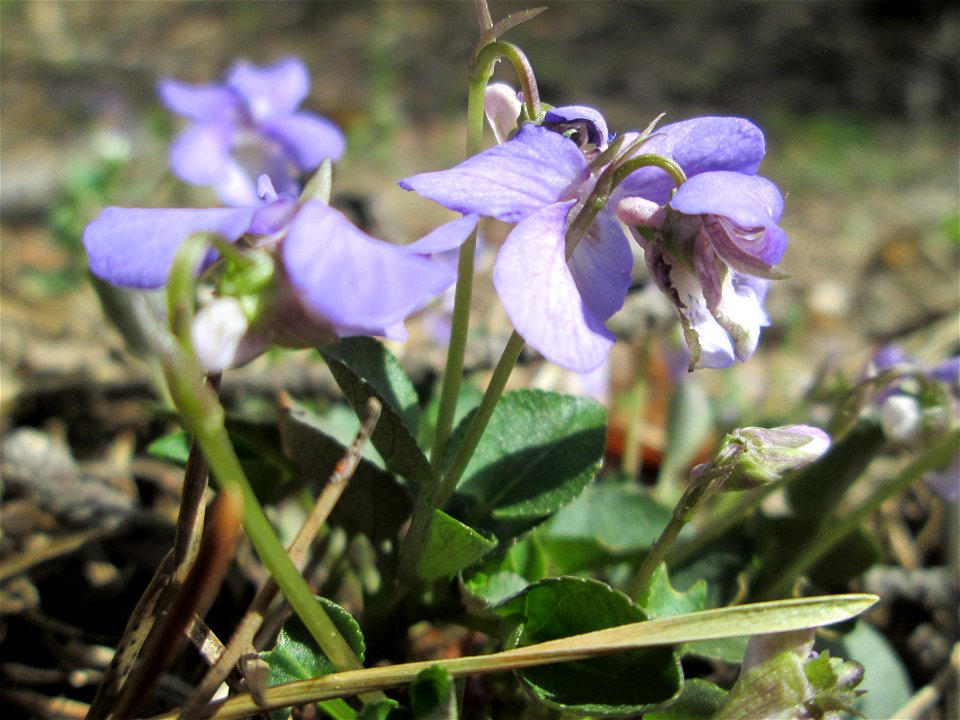 Hain-Veilchen (Viola riviniana) in der Schwetzinger Hardt