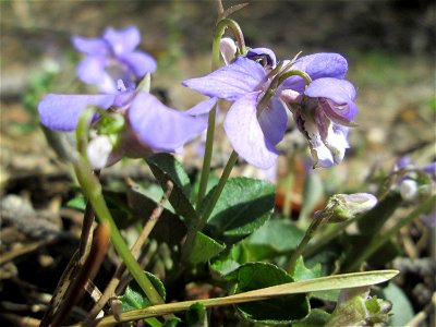 Hain-Veilchen (Viola riviniana) in der Schwetzinger Hardt