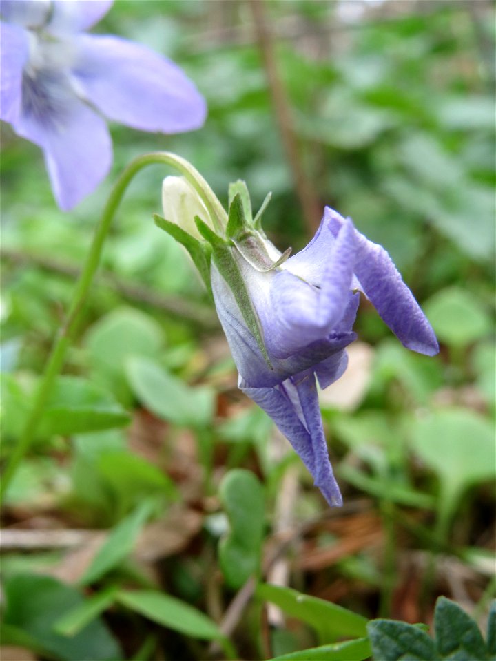Hain-Veilchen (Viola riviniana) in der Schwetzinger Hardt - im Unterschied zum ähnlichen Wald-Veilchen (Viola reichenbachiana) hat das Hain-Veilchen einen weißen Sporn