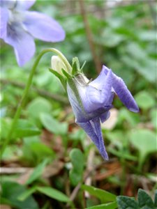 Hain-Veilchen (Viola riviniana) in der Schwetzinger Hardt - im Unterschied zum ähnlichen Wald-Veilchen (Viola reichenbachiana) hat das Hain-Veilchen einen weißen Sporn