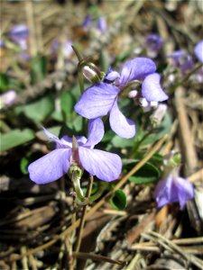Hain-Veilchen (Viola riviniana) in der Schwetzinger Hardt